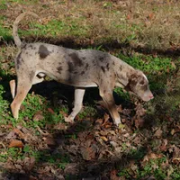 Diez, a male Catahoula Leopard Dog for sale in Livingston, TN – Photo 3 of 10