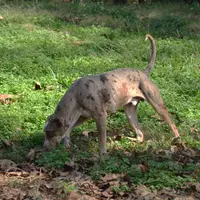 Diez, a male Catahoula Leopard Dog for sale in Livingston, TN – Photo 6 of 10