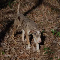 Diez, a male Catahoula Leopard Dog for sale in Livingston, TN – Photo 2 of 10
