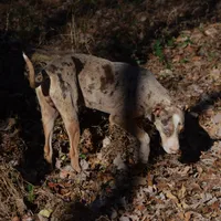 Diez, a male Catahoula Leopard Dog for sale in Livingston, TN – Photo 4 of 10