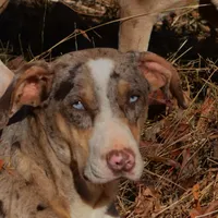 Diez, a male Catahoula Leopard Dog for sale in Livingston, TN – Photo 1 of 10