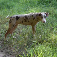 Diez, a male Catahoula Leopard Dog for sale in Livingston, TN – Photo 9 of 10
