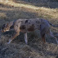 Diez, a male Catahoula Leopard Dog for sale in Livingston, TN – Photo 5 of 10