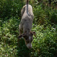 Diez, a male Catahoula Leopard Dog for sale in Livingston, TN – Photo 10 of 10