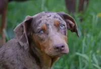 Flame, a female Catahoula Leopard Dog for sale in Livingston, TN – 3 of 9