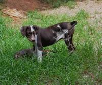 Jolt, a male Catahoula Leopard Dog for sale in Livingston, TN – 8 of 9