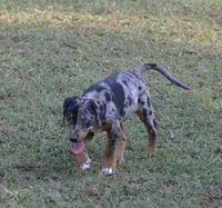 Eclipse, a female Catahoula Leopard Dog for sale in Livingston, TN – 6 of 9