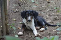 Impact, a male Catahoula Leopard Dog for sale in Livingston, TN – 7 of 7