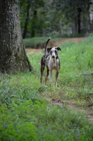 Storm, a female Catahoula Leopard Dog for sale in Livingston, TN – 4 of 10