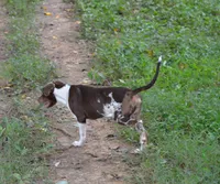Jolt, a male Catahoula Leopard Dog for sale in Livingston, TN – 5 of 9