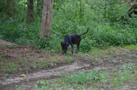 Vader, a male Catahoula Leopard Dog for sale in Livingston, TN – 5 of 5