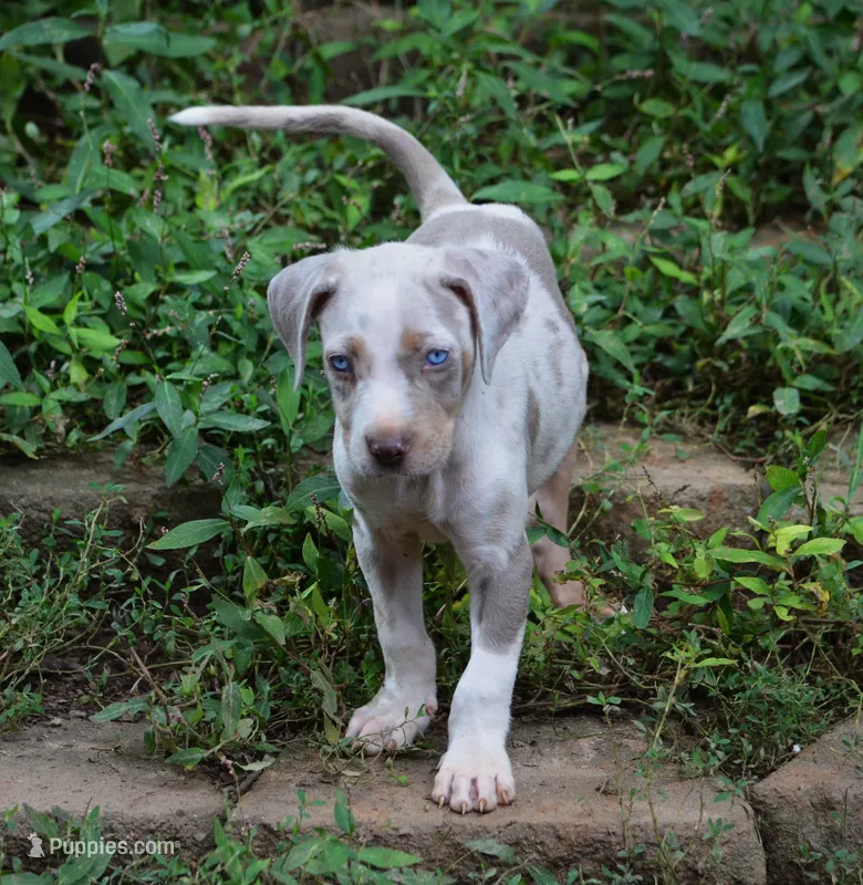 Killer – Catahoula Leopard Dog puppy for sale in Livingston, TN