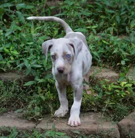Killer, a male Catahoula Leopard Dog for sale in Livingston, TN – 1 of 7