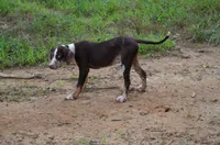 Crash, a male Catahoula Leopard Dog for sale in Livingston, TN – 6 of 10