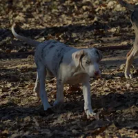 Jagger, a male Catahoula Leopard Dog for sale in Livingston, TN – Photo 8 of 10