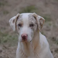 Jagger, a male Catahoula Leopard Dog for sale in Livingston, TN – Photo 4 of 10