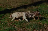 processed/2dd55893-0193-4966-9b86-e150981a06d0/listing/a231f201-39d1-4029-9c7f-e48cadcf2952/265e0b45-dbb9-421b-870e-8d18722f610c