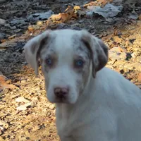 Jagger, a male Catahoula Leopard Dog for sale in Livingston, TN – Photo 10 of 10