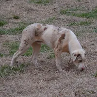 Jagger, a male Catahoula Leopard Dog for sale in Livingston, TN – Photo 6 of 10