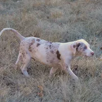 Jagger, a male Catahoula Leopard Dog for sale in Livingston, TN – Photo 9 of 10