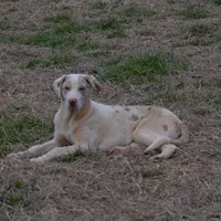 Jagger, a male Catahoula Leopard Dog for sale in Livingston, TN – Photo 5 of 10
