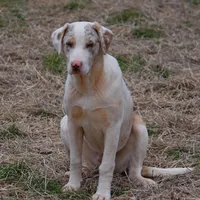Jagger, a male Catahoula Leopard Dog for sale in Livingston, TN – Photo 2 of 10