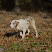 Jagger, a male Catahoula Leopard Dog for sale in Livingston, TN – Photo 7 of 10