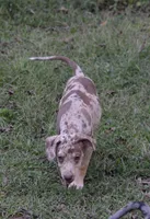 Bruiser, a male Catahoula Leopard Dog for sale in Livingston, TN – 3 of 9
