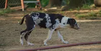 Storm, a female Catahoula Leopard Dog for sale in Livingston, TN – 2 of 7