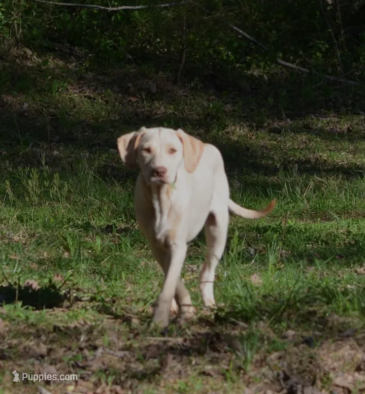 General – Catahoula Leopard Dog puppy for sale in Livingston, TN