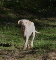 General, a male Catahoula Leopard Dog for sale in Livingston, TN – Photo 1 of 6