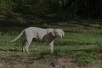 General, a male Catahoula Leopard Dog for sale in Livingston, TN – Photo 6 of 6