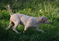 General, a male Catahoula Leopard Dog for sale in Livingston, TN – Photo 4 of 6