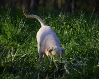 General, a male Catahoula Leopard Dog for sale in Livingston, TN – Photo 5 of 6