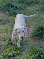 General, a male Catahoula Leopard Dog for sale in Livingston, TN – Photo 3 of 6