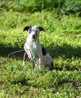Cruella, a female Catahoula Leopard Dog for sale in Livingston, TN – 3 of 8