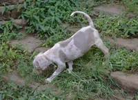 Killer, a male Catahoula Leopard Dog for sale in Livingston, TN – 3 of 7