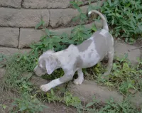 Killer, a male Catahoula Leopard Dog for sale in Livingston, TN – 7 of 7
