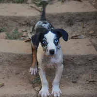 Lilly, a female Louisiana Catahoula Leopard Dog for sale in Livingston, TN – Photo 4 of 8