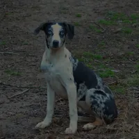 Lilly, a female Louisiana Catahoula Leopard Dog for sale in Livingston, TN – Photo 2 of 8