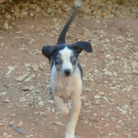 Lilly, a female Louisiana Catahoula Leopard Dog for sale in Livingston, TN – Photo 6 of 8