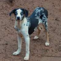 Lilly, a female Louisiana Catahoula Leopard Dog for sale in Livingston, TN – Photo 3 of 8