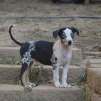 Lilly, a female Louisiana Catahoula Leopard Dog for sale in Livingston, TN – Photo 5 of 8