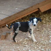 Lilly, a female Louisiana Catahoula Leopard Dog for sale in Livingston, TN – Photo 8 of 8