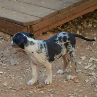 Lilly, a female Louisiana Catahoula Leopard Dog for sale in Livingston, TN – Photo 7 of 8
