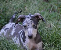 ChaCha, a female Catahoula Leopard Dog for sale in Livingston, TN – 2 of 6