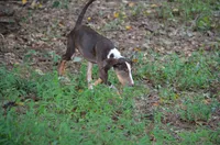 Crash, a male Catahoula Leopard Dog for sale in Livingston, TN – 5 of 10