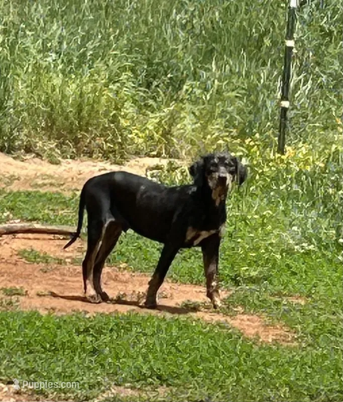 Rowdy – Catahoula Leopard Dog puppy for sale in Livingston, TN