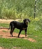Rowdy, a male Catahoula Leopard Dog for sale in Livingston, TN – 1 of 6
