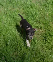 Peanut, a male Catahoula Leopard Dog for sale in Livingston, TN – 7 of 9